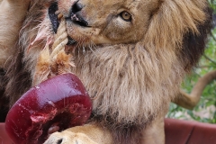 Lekkere lolly