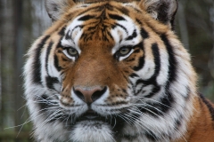 Majestueus