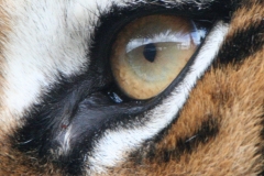 Zijn oog