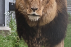 Nieuwe Koning