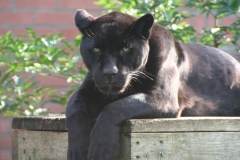 Onca