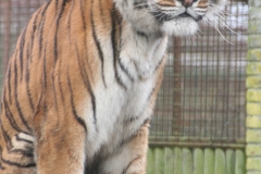 Boris