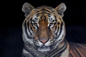 Tsezar